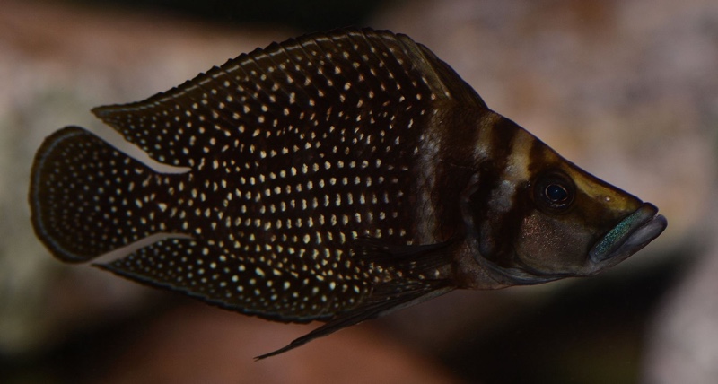 Altolamprologus calvus 'Black Congo'